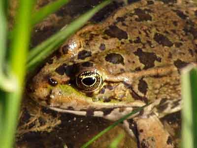 Froschgesicht ganz nah