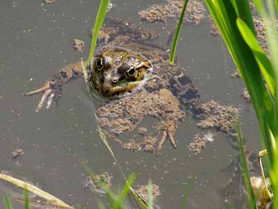 Froch treibt im Wasser