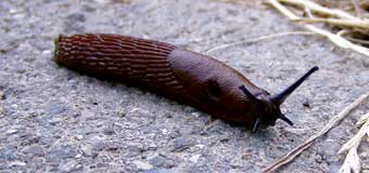 Eine Nacktschnecke...