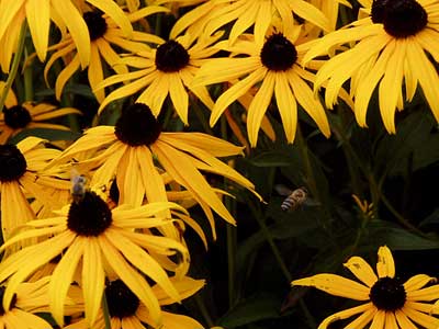 Rudbeckien mit Bienen