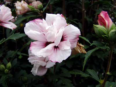 Blüte eines Straucheibischs