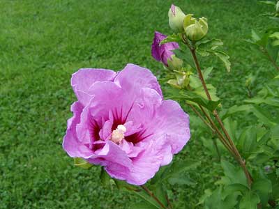 Blüte eines Straucheibischs