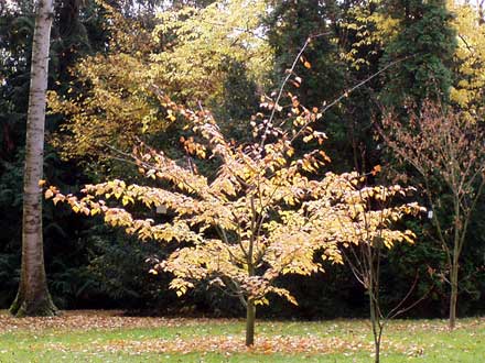 Trotz fehlender Sonne leuchtet das Laub weithin.