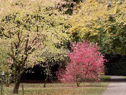 Ist in diesem Eck des Parks der Frühling ausgebrochen?