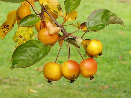 Diese Zier-Äpfel sind nur kirschgroß, werden auch Butterball genannt und gehören zur Familie der Rosengewächse.