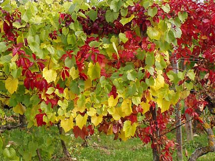 Wilder Wein ganz rot und gezähmter Wein, beide in inniger Umarmung.