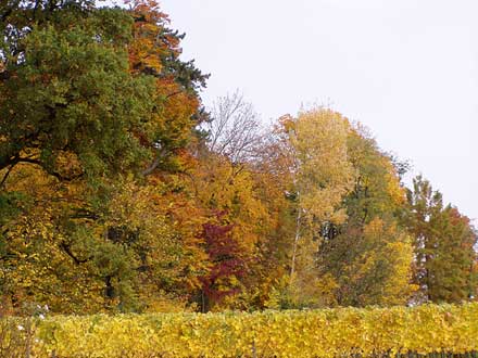 Herbstwald hinter Weinstöcken. Unten links blühen noch die Rosen.