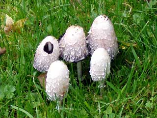 Pilzgruppe