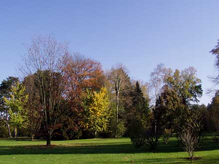 unterschiedlich belaubte Bäume