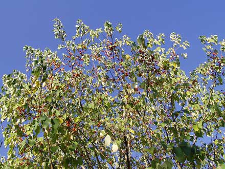 Was sind das für rote Punkte im Baum?