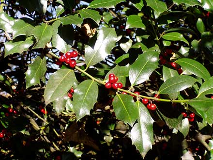 Die Beeren der Stechpalme sind kräftig rot und nicht zu übersehen.