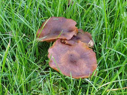 Pilze im Gras