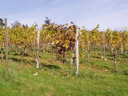 Weinstöcke