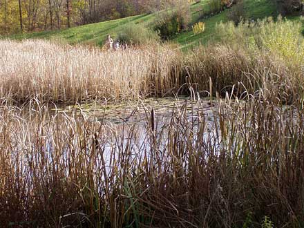 Das Schilf um den Teich herum ist welk geworden.