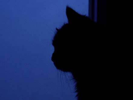 Minka schaut zum Fenster hinaus