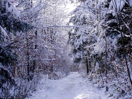 Winterwald