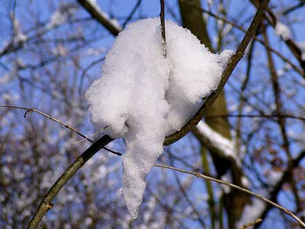 Erstaunlich, wie viel Schnee sich auf einem Zweig sammeln kann.