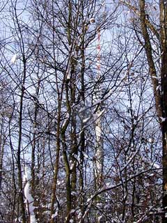 Im Sommer sieht man vor lauter Wald den Fernsehturm nicht.