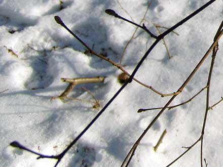 die Knospen sind bereit für den Frühling