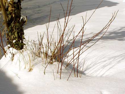 Dürres Geäst ragt aus dem Schnee.