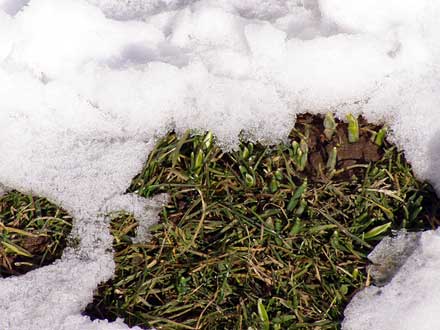 Schneeglöckchen spitzen aus dem Boden.
