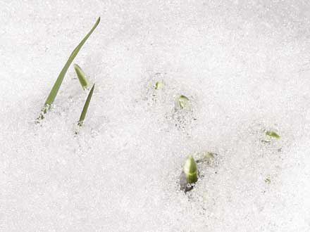 Schneeglöckchen schieben sich durch den Schnee nach oben.
