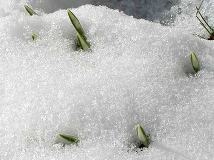 Die Blütenknospen scheinen den Schnee wegzuschmelzen.