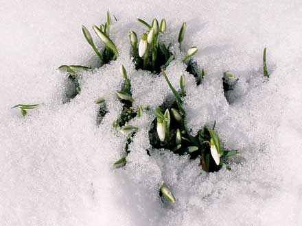 Bald werden an dieser Stelle ganz viele Schneeglöckchen blühen.