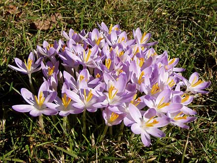 zartlila Krokusse