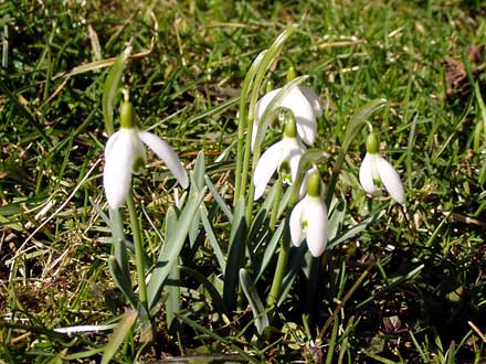 Die Schneeglöckchen sind nun voll erblüht.