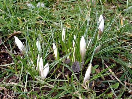 weiße Krokusknospen schauen aus dem Boden