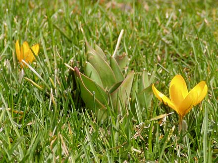 Noch sind die Tulpenblätter kaum höher als die Krokusse.