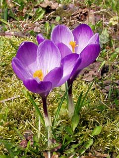 Noch mehr Krokusse, diesmal etwas heller lila gefärbt.
