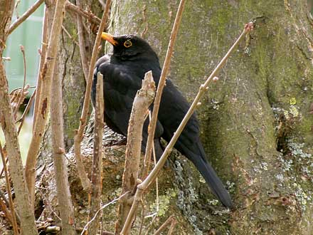 Die Amsel hat mich lange beäugt, bevor sie dann laut schimpfend davonflog.