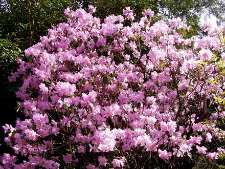 Ein Rhododendronbusch blüht schon.