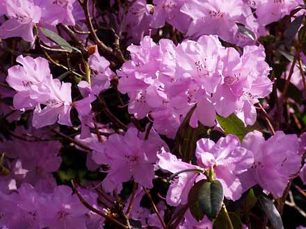 Wunderschön, die Blüten des Rhododendrons.