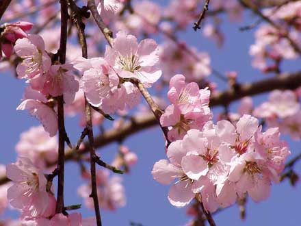 Ein Wahnsinn in Rosa... echter Mandelbaum in voller Blüte.