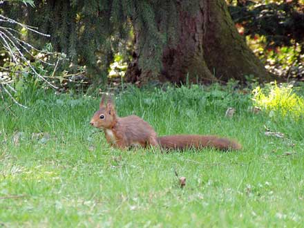 Ein Eichhörnchen ohne Furcht vor Spaziergängern.