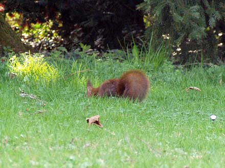Das Eichhörnchen flüchtet vor einer sich nahenden Fotografin.