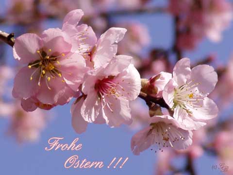 Frohe Ostern !!!