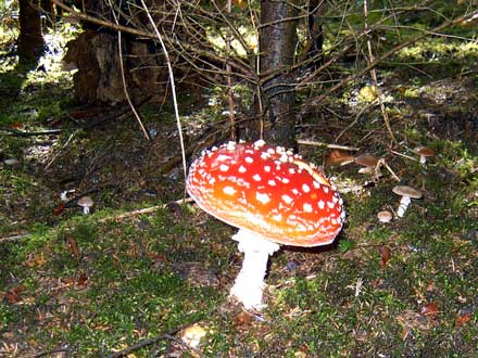 Gabys Fliegenpilz