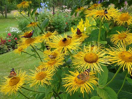 Viele Insekten, vor allem Schmetterlinge tummeln sich im Garten.
