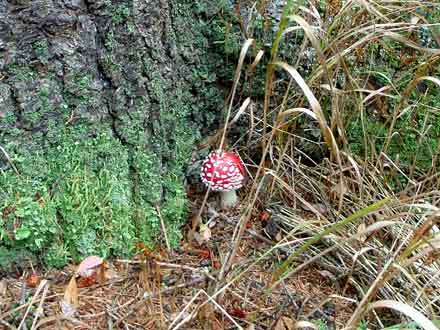 Fliegenpilz