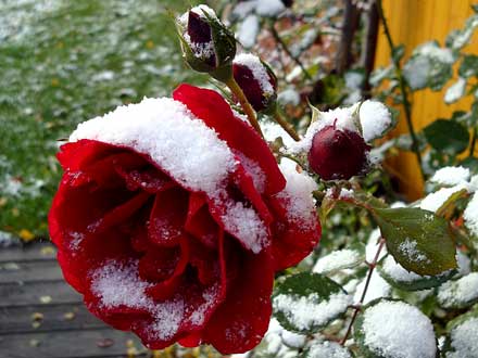 schneebedeckte Rose