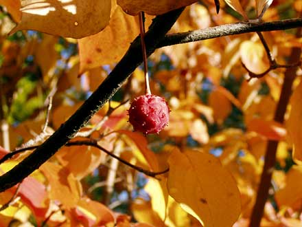 Dies ist eine Frucht des Blumen-Hartriegels.