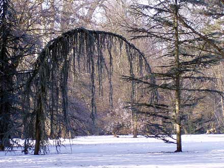 Baumgruppe im Schnee