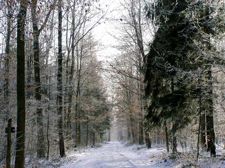Gezuckerter Wald im Schnee