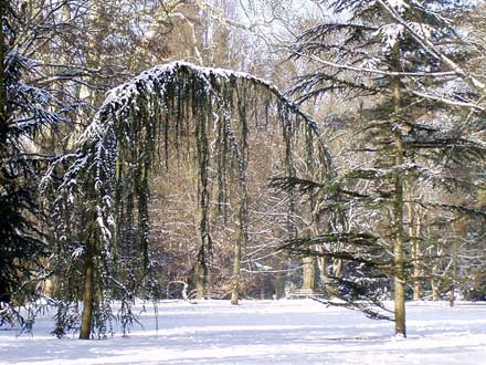 gebogener Baum, dessen Name mir unbekannt ist.