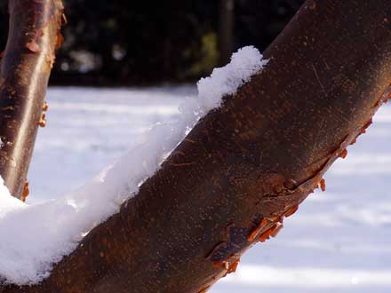 Gerade im Schnee, kommt die zimtige Färbung gut zur Geltung.