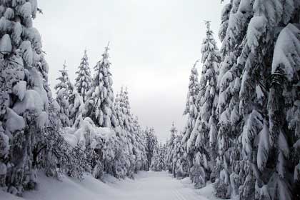 Winterwald im Erzgebirge